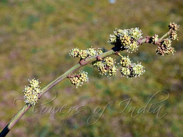 Fragrant Aralia